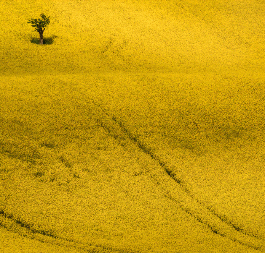 Этюд с рапсом