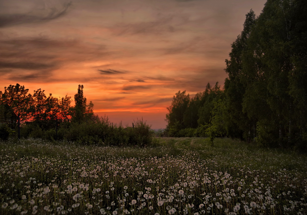 Вечер. Седые одуванчики.