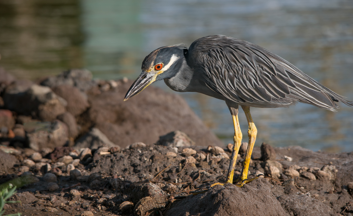 Yellow-crowned Night Heron