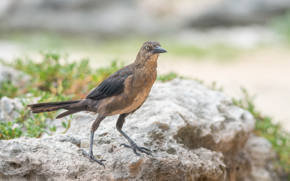 Great-tailed Grackle