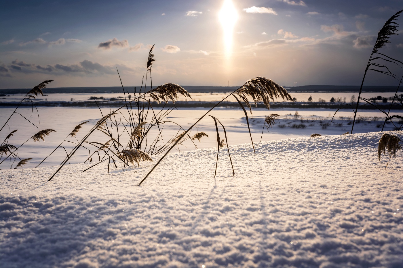 Весенний камыш!