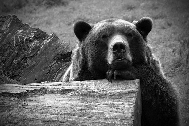 Портрет медведя, который хотел попасть на Sandsphoto.