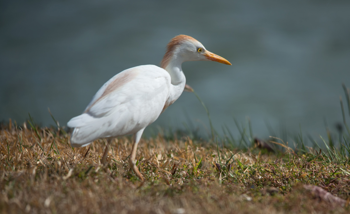 Cattle egret