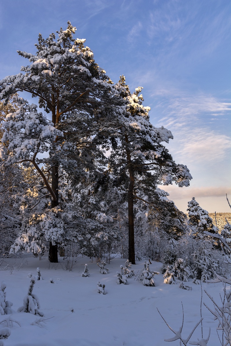 Мартовские сосны!