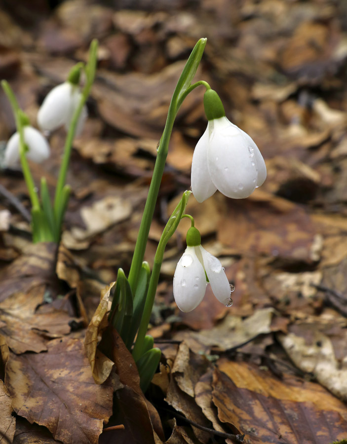 Подснежник складчатый
