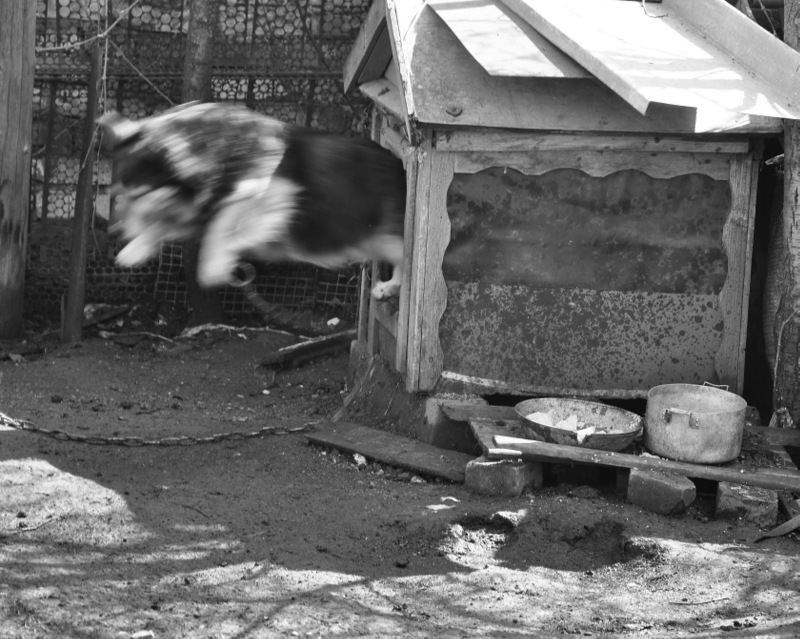 Собачкин день