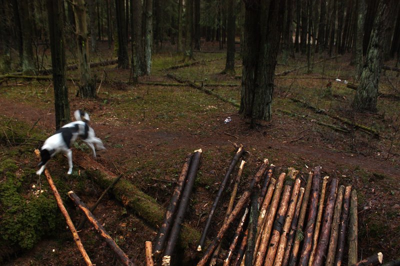 Собачкин день