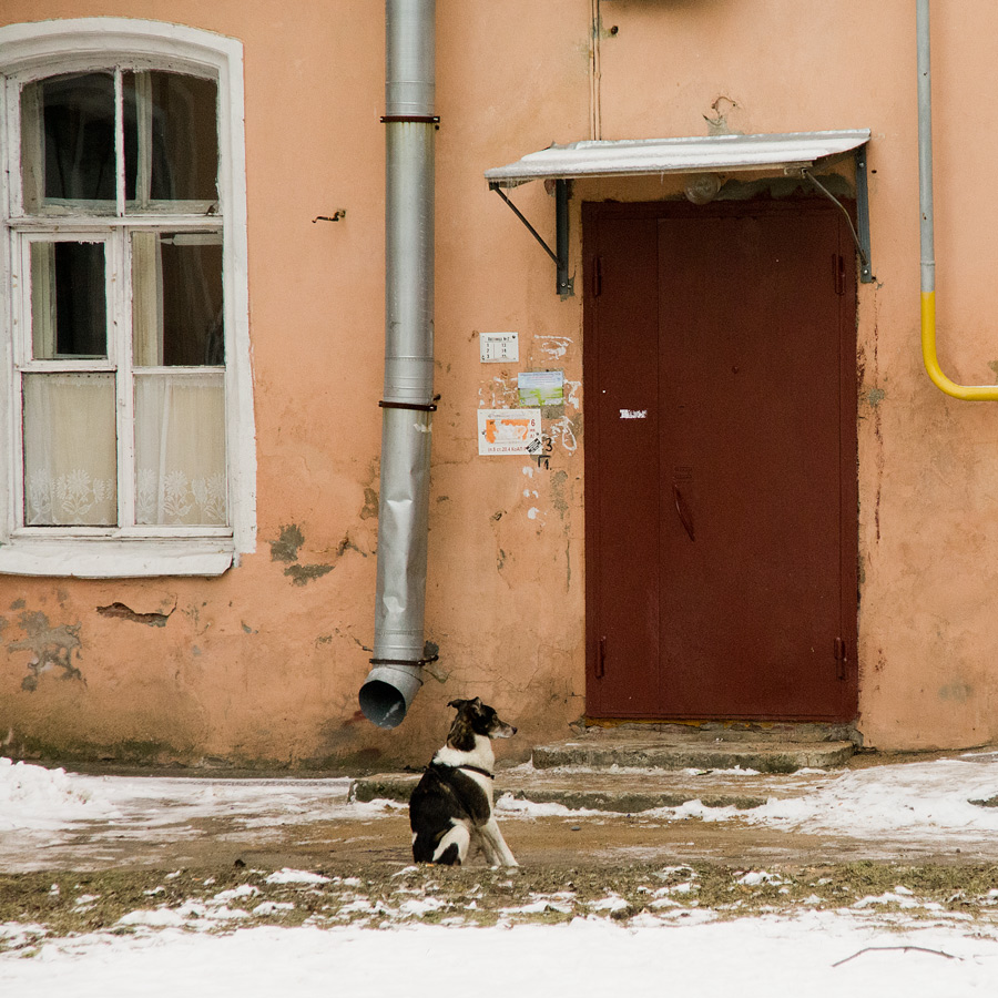 Собачкин день