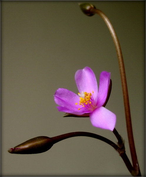 не дари мне цветов покупных..