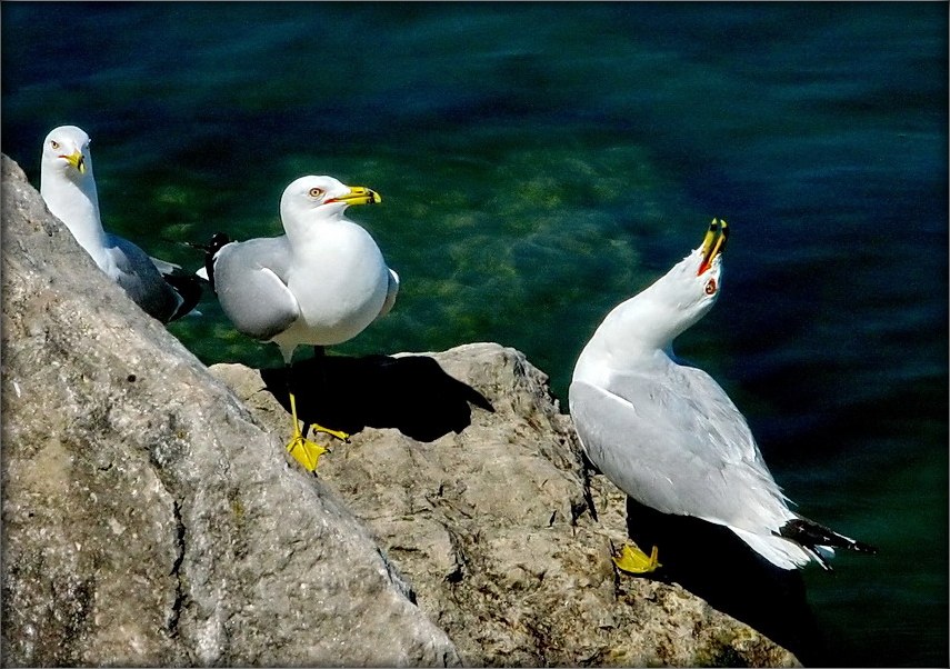 з усяе акругі прыхадзілі, каб паслухаць, як яна пяе!