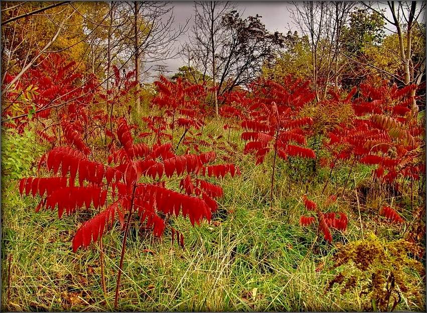 гэтае дзіўнае слова - сумáк