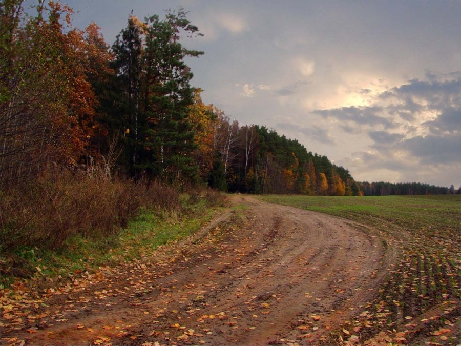 полевая дорога