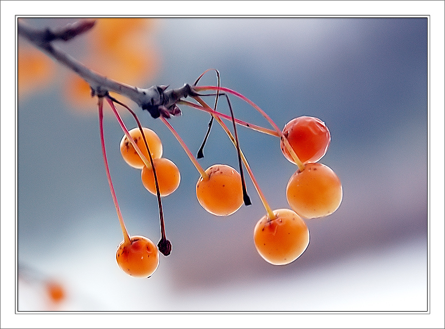 Вот и созрели к зиме)