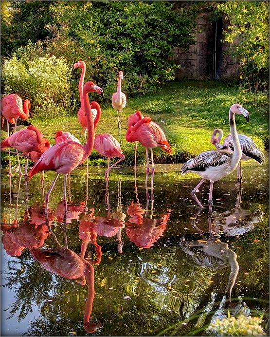 карцінка пра фламінга