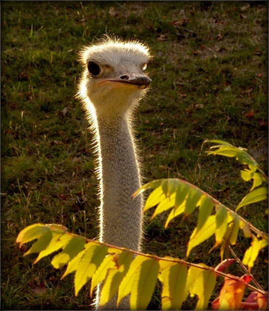 восторженный