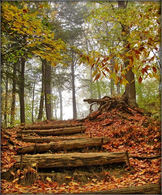 ападала лісьцё дадолу..