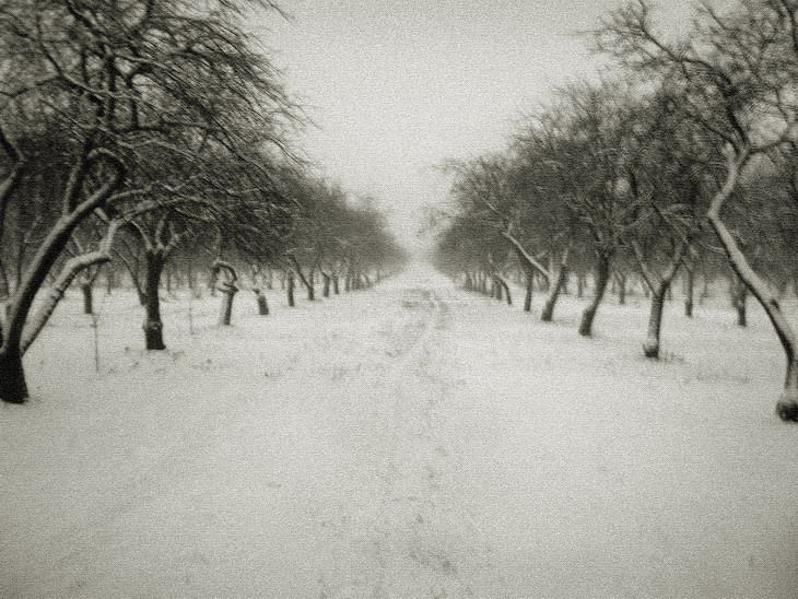 зимний сон 1