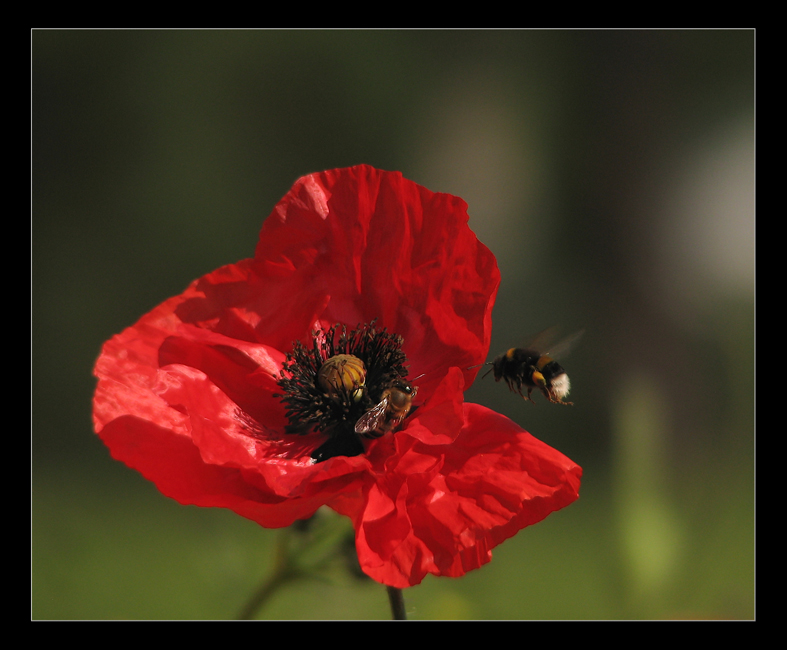 маковошмелиная тема