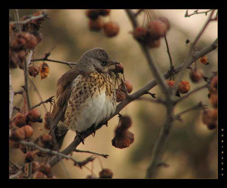 сытый, пьяный и уставший...