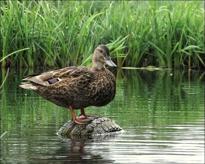 Химия и жизнь..