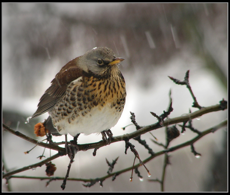 снегом припорошенный