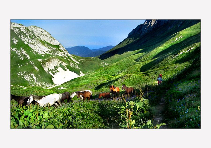 лошадки Раковича :)