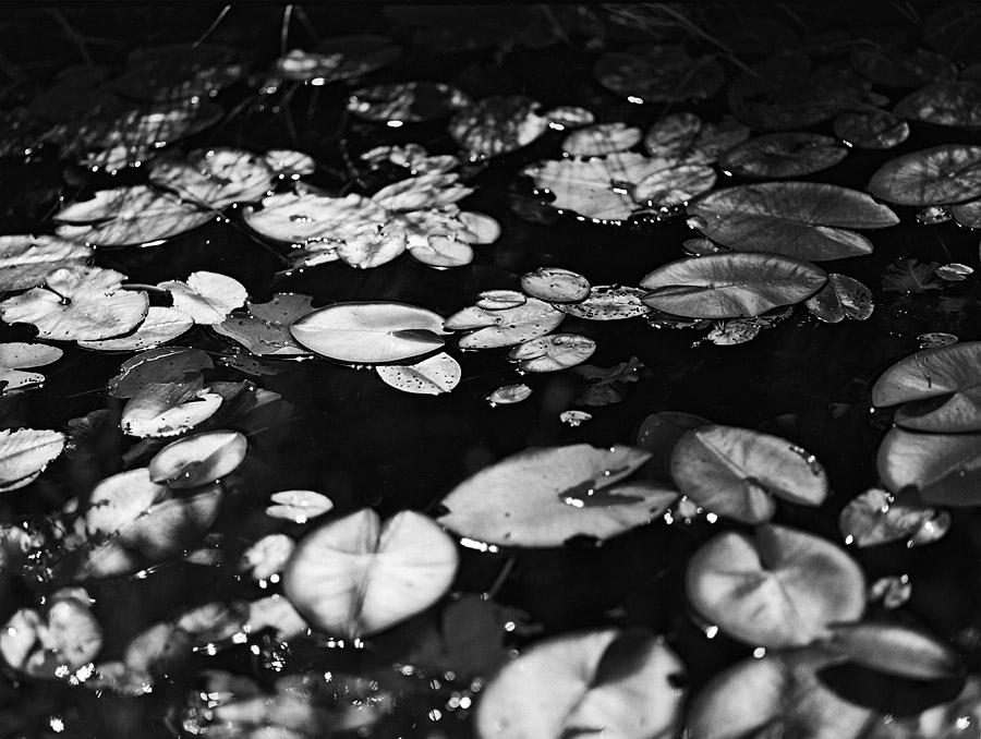 По колено в сказке