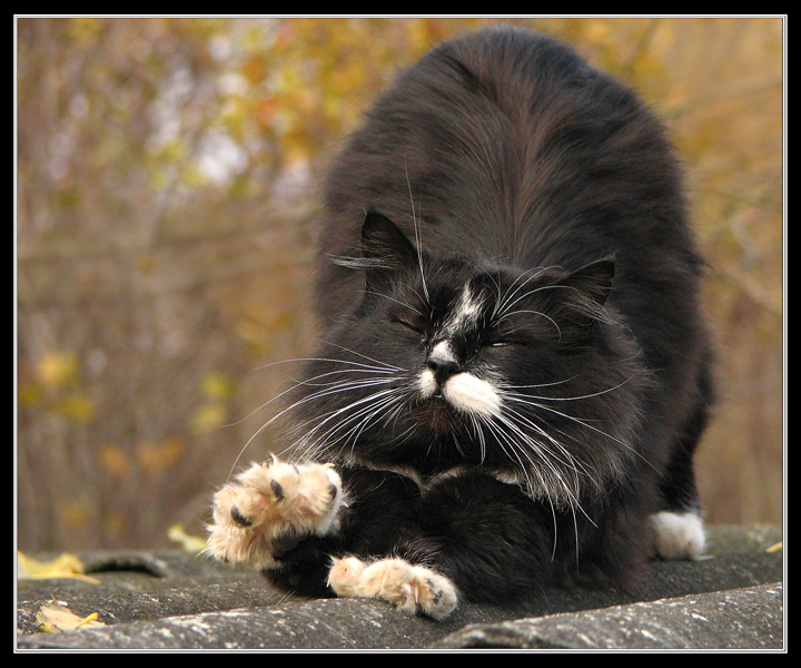 хочу быть пумой