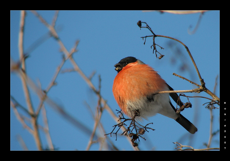 весны посланец