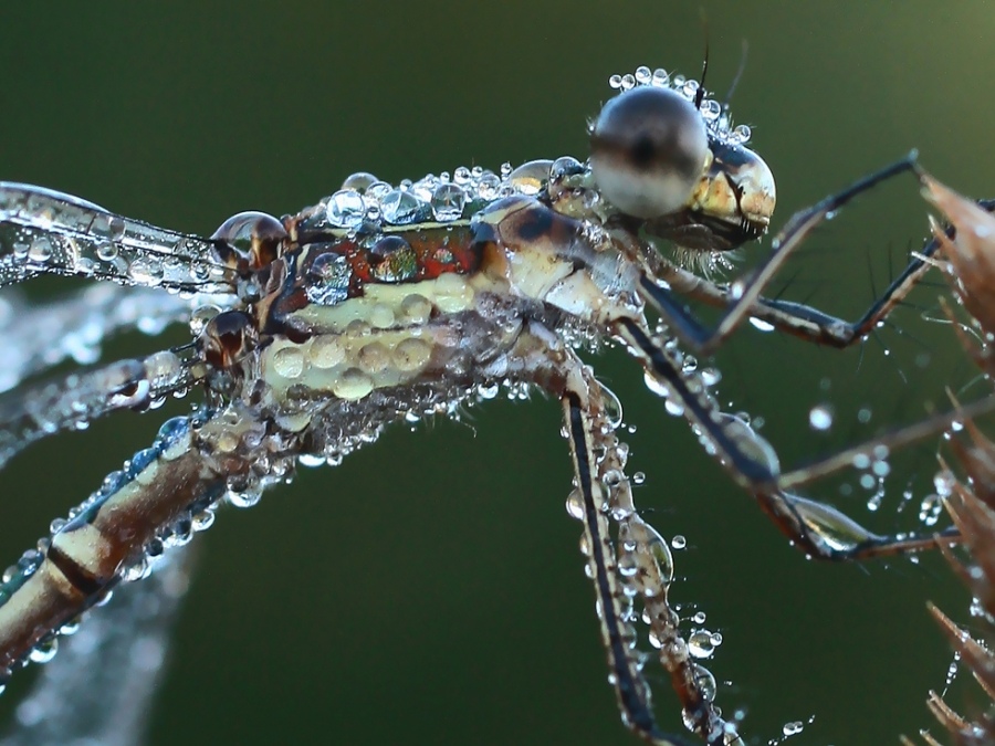 ПРОСТО СТРЕКОЗА