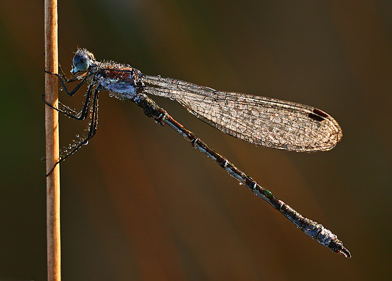 ТАНЦЫ НА ШЕСТЕ
