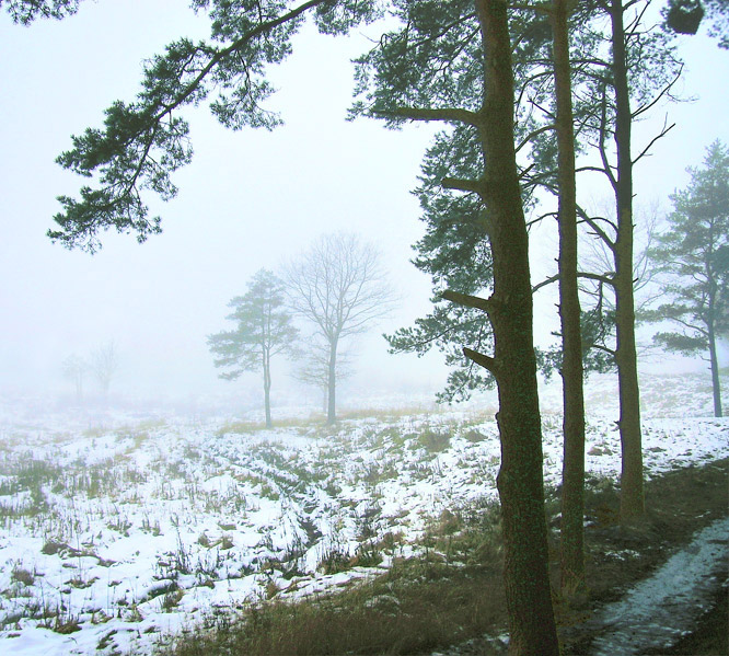 Туман на опушке