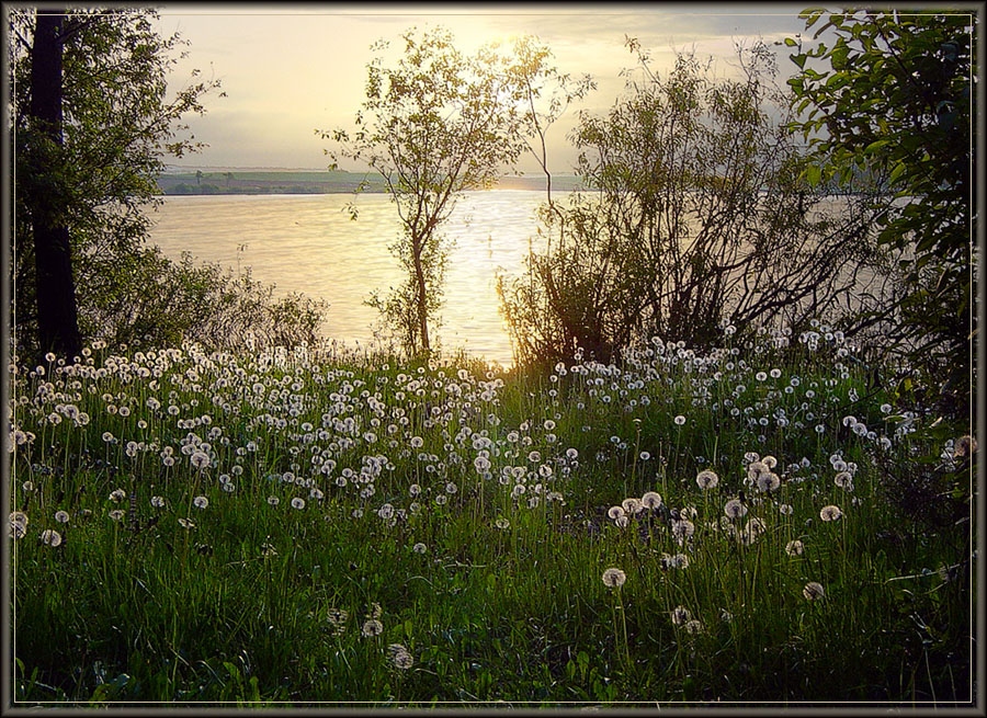 Солнечные пушистики
