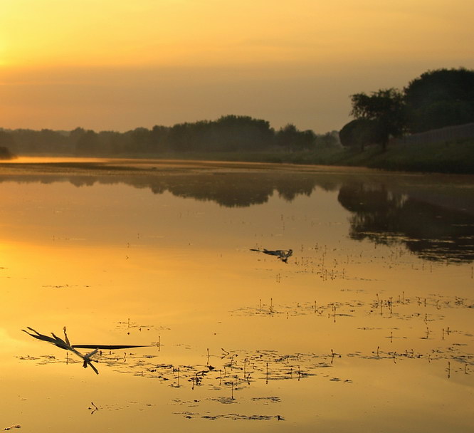 Камышово-рассветная