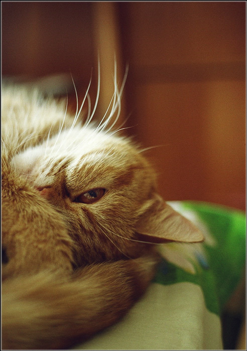 Киса ку-ку :)