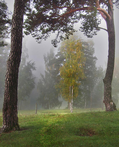 Береза и сосны