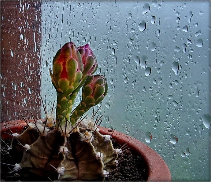 калі ўжо тое сонца?