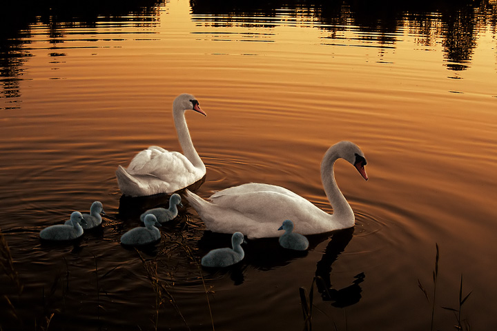 Лебединое озеро