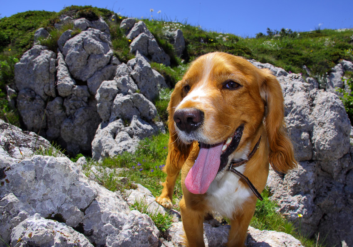 Собачкин день