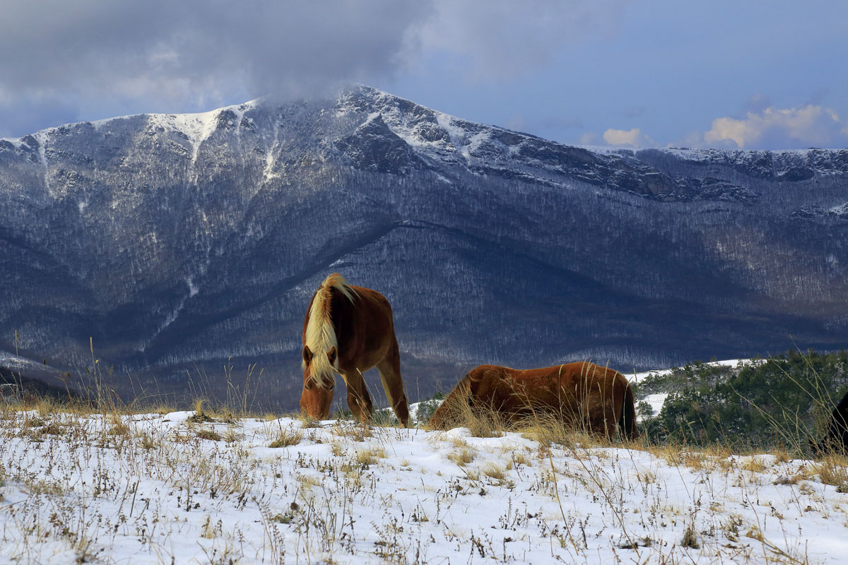 Лошади Демерджи