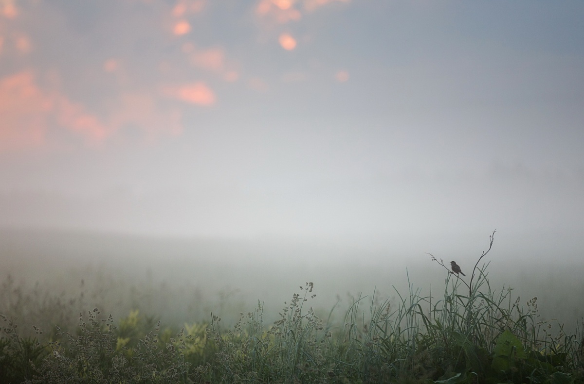 Предрассветная