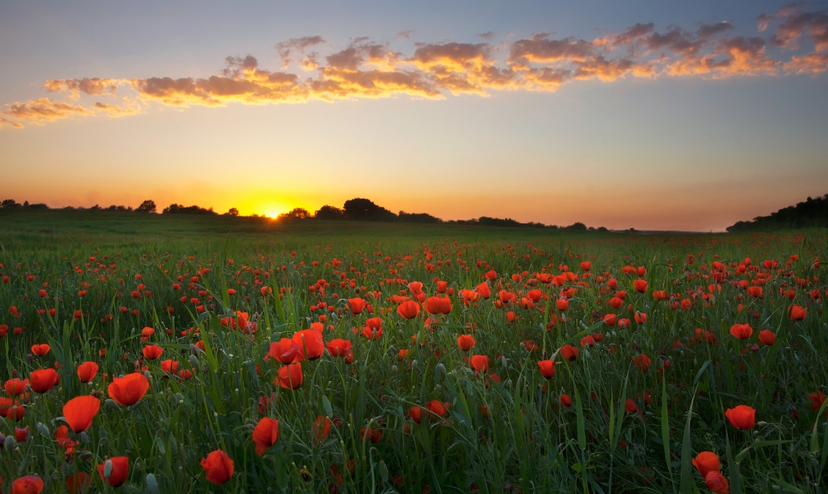 Frühlingslandschaft mit Mohnblumen