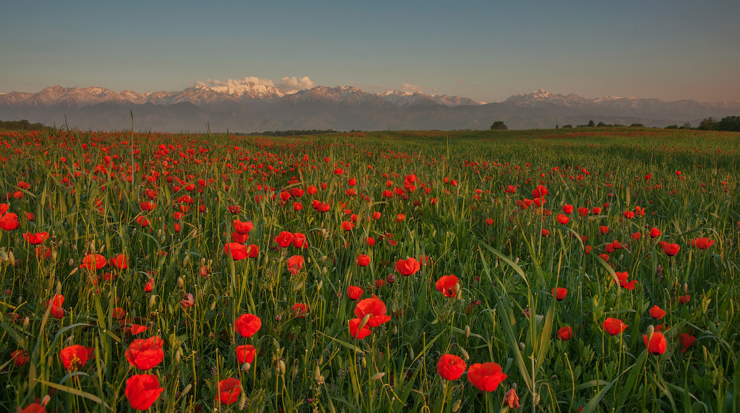 Frühlingslandschaft mit Mohnblumen