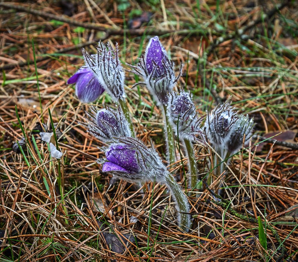 Aus der Serie "Awakening ... Son-Gras"