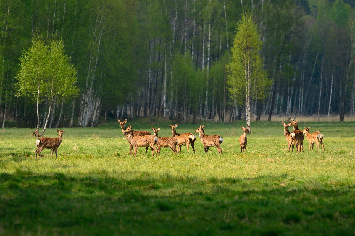 на весенней поляне