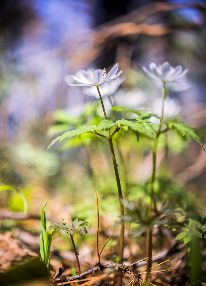 Тянусь к свету!