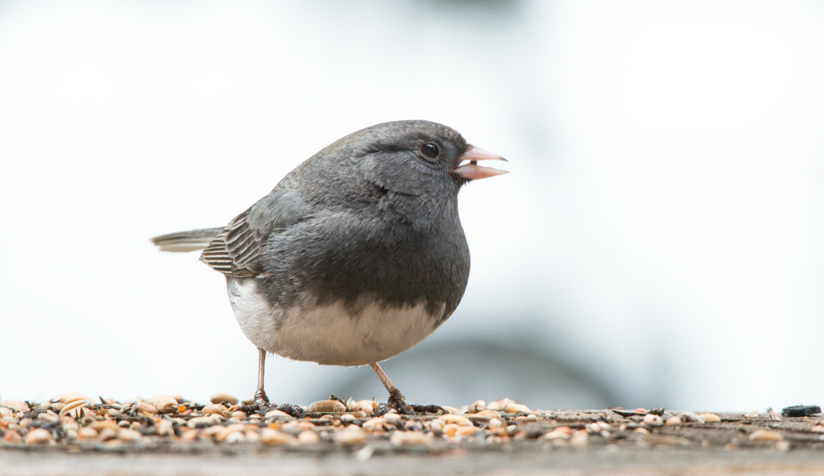Dark-eyed junco