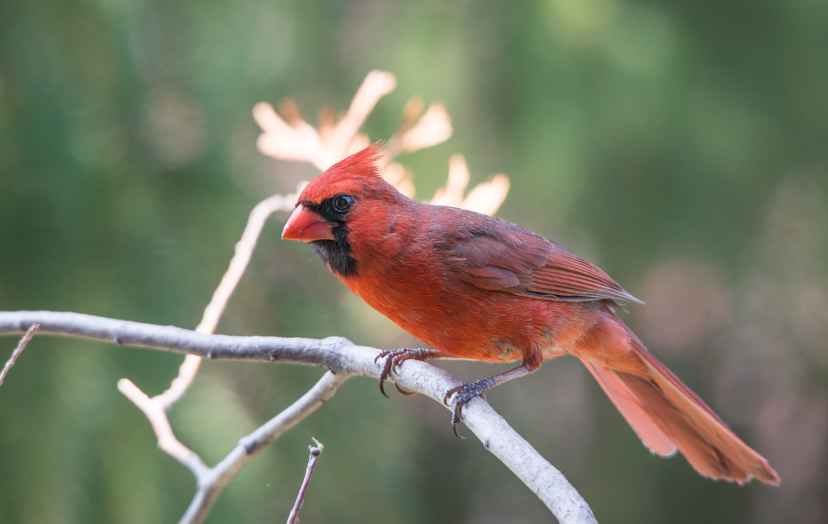 Northern Cardinal