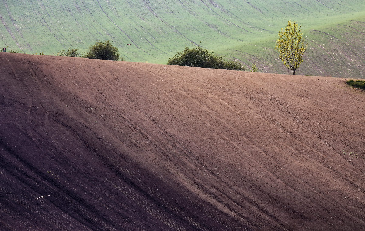 Этюд с птицей