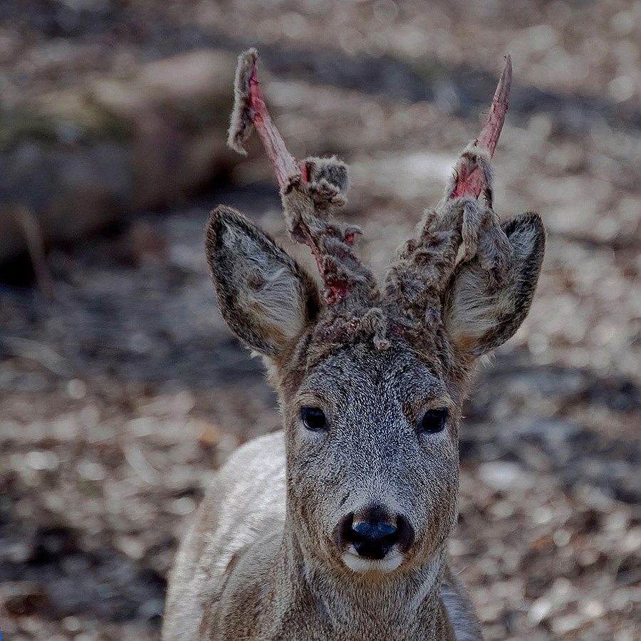 Весеннее обострение
